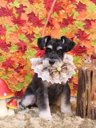 20241104ジジくん